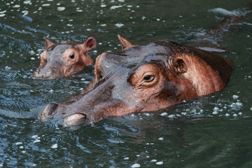 Hippo in lake in Kenya