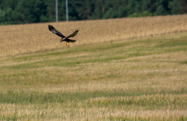 Buzzard (Buteo buteo)