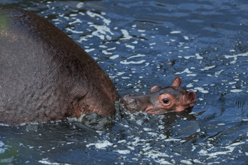 Hippo in lake in Kenya