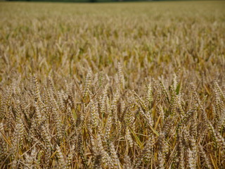 field of wheat