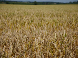 field of wheat