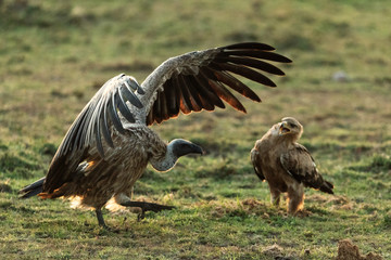 Vulture in savannah in kenya