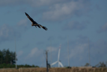 Buzzard (Buteo buteo)