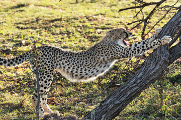 cheetah in savannah in kenya