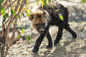 a hyena in savannah in kenya