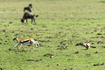 Jackal in savannah in Kenya