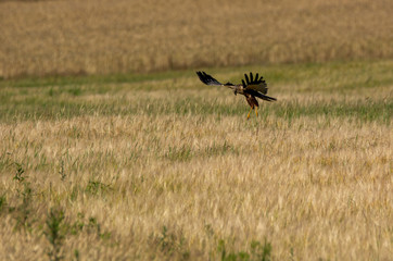 Buzzard (Buteo buteo)