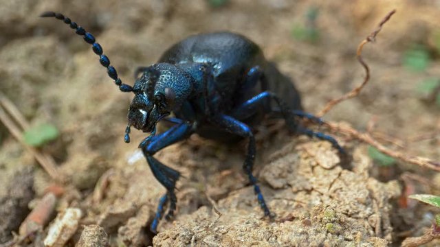 European oil beetle Meloe proscarabaeus