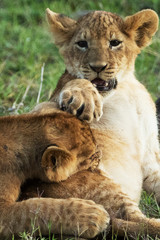 lion in savannah in kenya