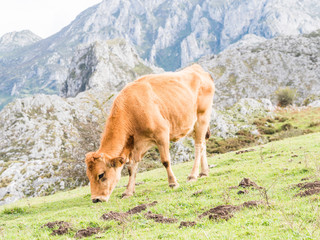 Cows in the mountain, Covandonga Lakes, Asturias, Spain