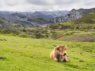 Fototapeta premium Cows in the mountain, Covandonga Lakes, Asturias, Spain