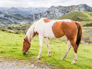 Fototapeta na wymiar Horses in the mountain, Covandonga Lakes, Asturias, Spain