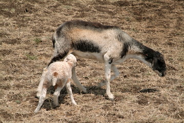 Lambs - Mother and Child