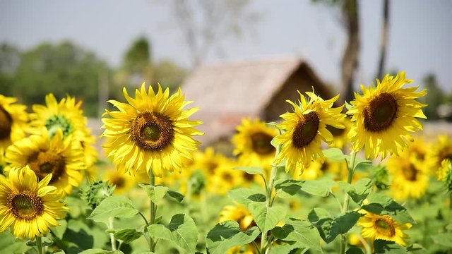 The sunflowers in the sunflower field is moving