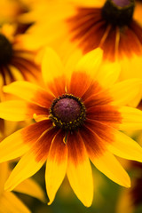 Beautiful flower BLACK EYED SUSAN SEEDS or Rudbeckia hirta.