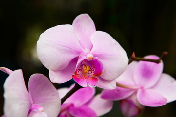A delightful blooming motley orchid is photographed close-up.