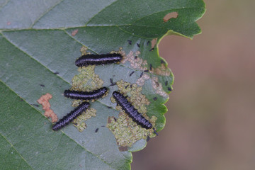 Larve des Blauen Erlenblattkäfer