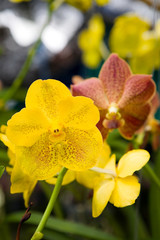 Fototapeta premium A delightful blooming yellow orchid is photographed in close-up.