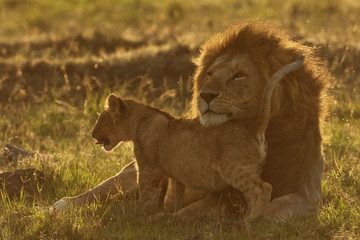lion in savannah in kenya