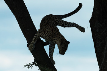 A leopard in savannah in kenya
