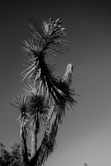 Joshua Tree Branch in B&W