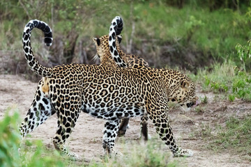 A leopard in savannah in kenya
