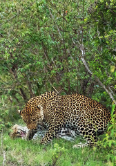 A leopard in savannah in kenya