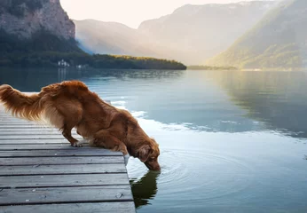 Poster hond op reis. Nova Scotia retriever bij een bergmeer op een houten brug. Een reis met een huisdier naar de natuur © annaav