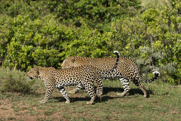 A leopard in savannah in kenya