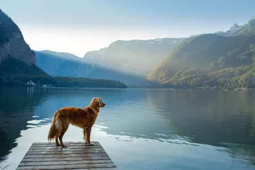 Poster Hund auf Reisen. Nova Scotia Retriever an einem Bergsee auf einer Holzbrücke. Eine Reise mit einem Haustier in die Natur © annaav