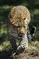 Fototapeta na wymiar A leopard in savannah in kenya