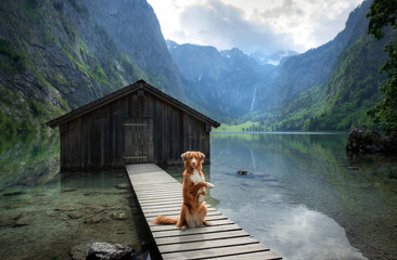 dog on a journey. Nova Scotia retriever by a mountain lake on a wooden bridge. A trip with a pet to nature