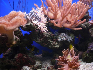 Colorful corals grow in tropical seas waters