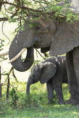 Group of elephants in kenya