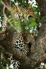 A leopard in savannah in kenya
