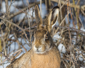 Gray wild rabbit (hare) in his natural habitat, in a cold winter day