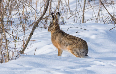 Gray wild rabbit (hare) in his natural habitat, in a cold winter day © Aron M  - Austria