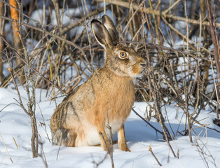 Gray wild rabbit (hare) in his natural habitat, in a cold winter day