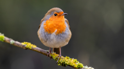 Obraz premium European Robin Perched in a Tree