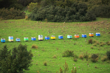 Beehives on Akamas Peninsula (near Smigies nature trail), Cyprus