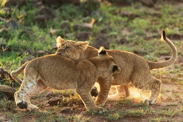 Obraz na płótnie Canvas lion in savannah in kenya
