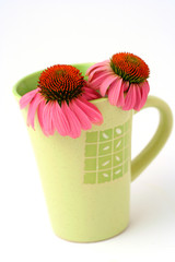 Coneflower infusion. Echinacea purpurea.