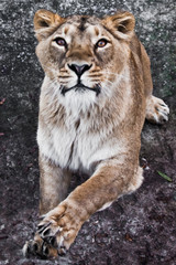 Obraz na płótnie Canvas predatory interest of big cat portrait of a muzzle of a curious peppy lioness close-up