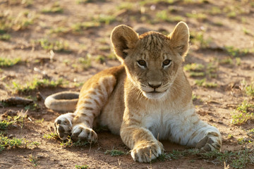lion in savannah in kenya