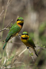 Group of birds on the tree