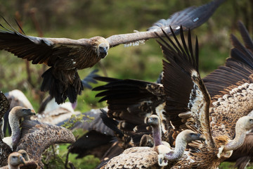 Vulture in savannah in kenya