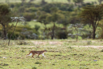 A caracal in savannah in kenya