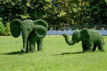 Elephants made from trimmed bushes