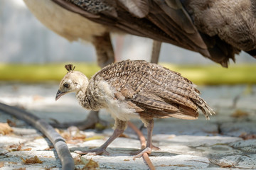 Baby peacock walking in the park
