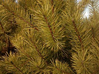 pine tree branches